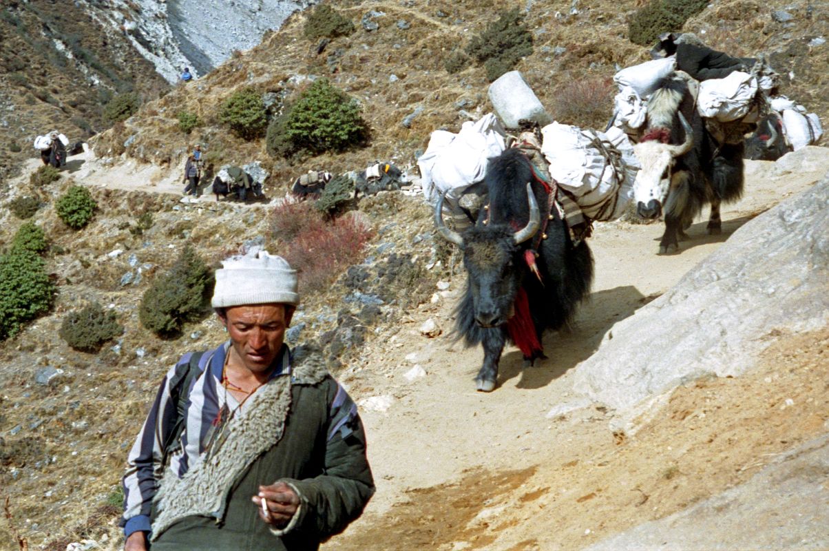 Thame 03 Tibetan Trader With Yaks